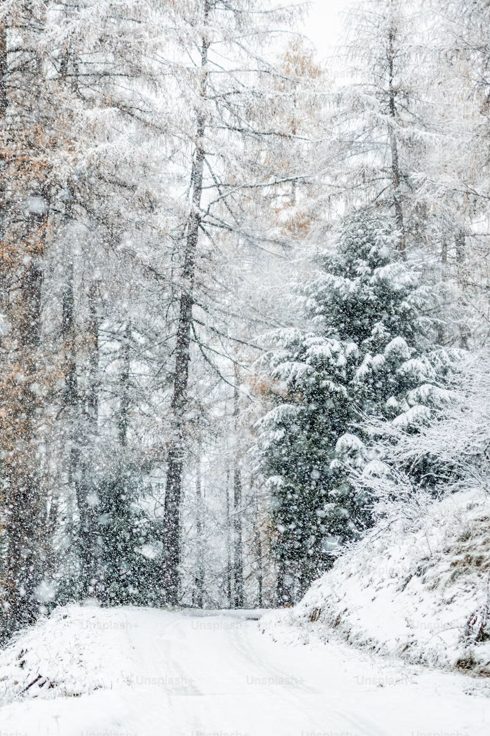 WINTER